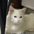 Acil yuva aranıyor fotoğraf