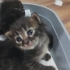 🐾Uzun tüylü minicik erkek bebecik umutla anne & babasını bekliyor🍀 fotoğraf
