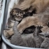 🐾Uzun tüylü minicik erkek bebecik umutla anne & babasını bekliyor🍀 fotoğraf
