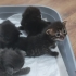 🐾Uzun tüylü minicik erkek bebecik umutla anne & babasını bekliyor🍀 fotoğraf