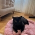Karam yuvasını arıyor fotoğraf