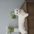 asil ve uysal dişi scottish fold fotoğraf