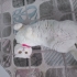 asil ve uysal dişi scottish fold fotoğraf