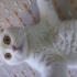 asil ve uysal dişi scottish fold fotoğraf