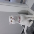 asil ve uysal dişi scottish fold fotoğraf