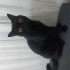 Oyuncu sevecen canayakın cins kedi gece fotoğraf