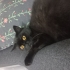 Oyuncu sevecen canayakın cins kedi gece fotoğraf