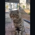 Ailesi diye bildiği insanlar tarafindan parka terk edilen Atlas'a yuva arıyoruz fotoğraf