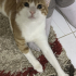 10 Aylık sarman kedi 3.85 kilosu ömürlük yuva arıyorum acil taşınıyoruz fotoğraf