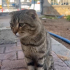 Atlas yeni yuvasını arıyor fotoğraf