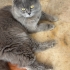 1-1.5 YAŞLARINDA SCOTTISH FOLD..!! fotoğraf