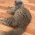 1-1.5 YAŞLARINDA SCOTTISH FOLD..!! fotoğraf