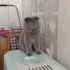 1-1.5 YAŞLARINDA SCOTTISH FOLD..!! fotoğraf