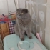 1-1.5 YAŞLARINDA SCOTTISH FOLD..!! fotoğraf