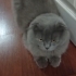 1-1.5 YAŞLARINDA SCOTTISH FOLD..!! fotoğraf