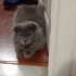 1-1.5 YAŞLARINDA SCOTTISH FOLD..!! fotoğraf