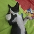 sevecen smokin kediye acil yuva ariyoruz fotoğraf