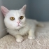 Pamuk huylu melek fotoğraf