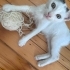 MERLİN'E YUVA ARIYORUZ! fotoğraf