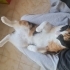 İki Sevgi Dolu Calico Prensesimize Yürek Isıtan Bir Yuva Arıyoruz fotoğraf