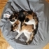 İki Sevgi Dolu Calico Prensesimize Yürek Isıtan Bir Yuva Arıyoruz fotoğraf