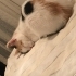Calico Kedi Acil Yuva fotoğraf