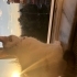 Calico Kedi Acil Yuva fotoğraf