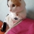 Calico Kedi Acil Yuva fotoğraf