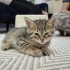 ACİL YUVA ARANIYOR fotoğraf