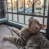 ACİL YUVA ARANIYOR fotoğraf
