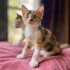 Lily Prensesin Annesi Öldü! Bari o yaşasın! fotoğraf