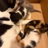 Cins değil sokak kedisi sahiplenin daha zekiler fotoğraf