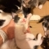 Cins değil sokak kedisi sahiplenin daha zekiler fotoğraf