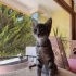 Gri bebek yeni ailesini arıyor fotoğraf