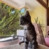 Gri bebek yeni ailesini arıyor fotoğraf