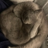2 kardeş dişi british shorthair fotoğraf