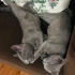 2 kardeş dişi british shorthair fotoğraf