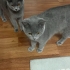 2 kardeş dişi british shorthair fotoğraf