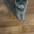 2 kardeş dişi british shorthair fotoğraf