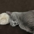 2 kardeş dişi british shorthair fotoğraf