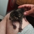 Yeni Doğan 7 yavru, istediğinizi sahiplenebilirsiniz. fotoğraf