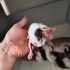Yeni Doğan 7 yavru, istediğinizi sahiplenebilirsiniz. fotoğraf