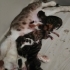 Yeni Doğan 7 yavru, istediğinizi sahiplenebilirsiniz. fotoğraf