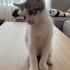 3 aylık iki kardeşe yuva fotoğraf