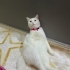 Çok guzel ve güzel oldugunun farkinda bir kiz omurluk melegini ariyoruz fotoğraf