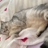 Kısırlaştırılmış cins kedi fotoğraf