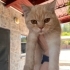 5-7 AYLIK BRİTİSH SORTHAİR   ..!! fotoğraf