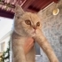 5-7 AYLIK BRİTİSH SORTHAİR   ..!! fotoğraf
