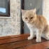 5-7 AYLIK BRİTİSH SORTHAİR   ..!! fotoğraf
