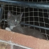 2 AYLIK RUSİAN BLUE MELEZİ..!! fotoğraf